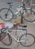 mercier gazelle.jpg