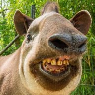 Tapir34