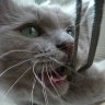 radlkater