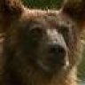 Graubär