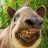 Tapir34