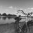 schue_84