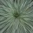 pinea
